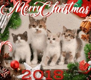 Meet your Posher, Delsy